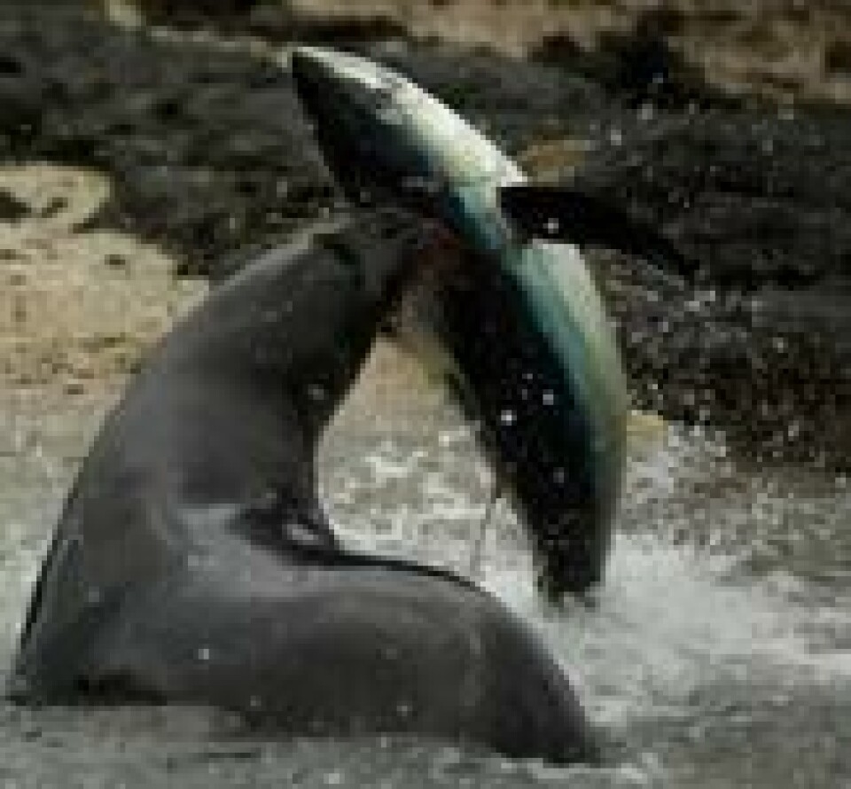 En galapagossjøløve har fanget en stor tunfisk som den har drevet inn mot grunna. Denne atferden skjer kun på Galapagos og er aldri blitt filmet før. Foto: BBC Earth En galapagossjøløve har fanget en stor tunfisk som den har drevet inn mot grunna. Denne atferden skjer kun på Galapagos og er aldri blitt filmet før. Foto: BBC Earth