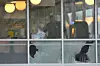 Lokalt politi undersøker åstedet der fire ble drept ved en Waffle House-restaurant nær Nashville, Tennessee. Scanpix/Reuters.