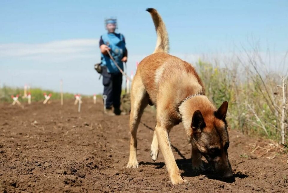 Belgiske fårehunder er den foretrukne hunderasen innen minerydding. Seks par hunder og hundeførere er foreløpig på plass ved minefeltene Folkehjelpa har fått tildelt i sørøst-Ukraina. Neste år skal det inn ytterligere to par hunder og hundeførere. Belgiske fårehunder er den foretrukne hunderasen innen minerydding. Seks par hunder og hundeførere er foreløpig på plass ved minefeltene Folkehjelpa har fått tildelt i sørøst-Ukraina. Neste år skal det inn ytterligere to par hunder og hundeførere. Foto: Marijn van Broekhoven / Norsk Folkehjelp
