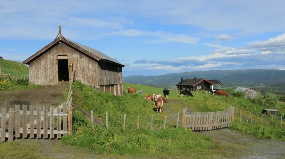 Gol kommune i Buskerud topper listen over Norges mest bilavhengige kommuner, sammen med Nes i Buskerud.