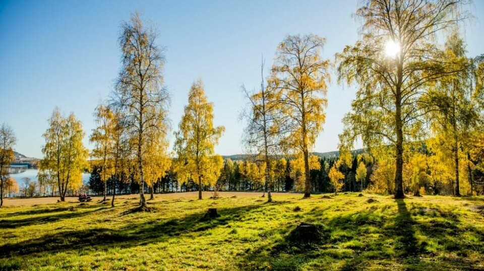 De nærmeste dagene, torsdag og fredag, blir det ganske fint, men kjøligere vær for veldig mange i Sør-Norge. Foto: Stian Lysberg Solum / NTB
