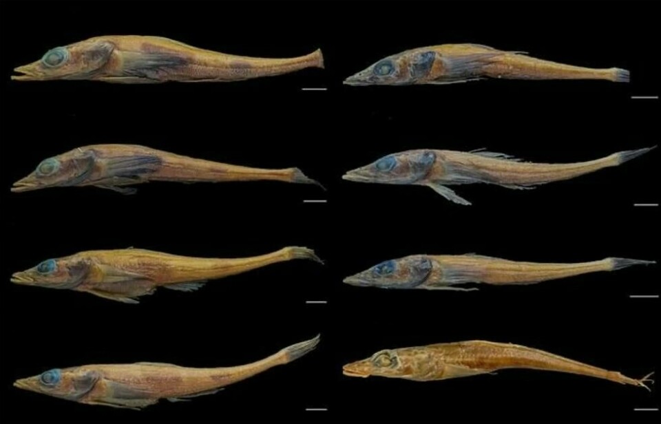 Forskerne sammenlignet de ulike artene av antarktisk dragefisk. På venstre side ser du den nyoppdagede Akarotaxis gouldae. Forskerne sammenlignet de ulike artene av antarktisk dragefisk. På venstre side ser du den nyoppdagede Akarotaxis gouldae. Foto: Andrew Corso