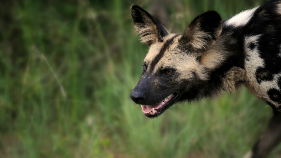 TRUET: Villhunden er en truet art i Afrika. Det finnes knapt 200 igjen inne i Krugerparken. TRUET: Villhunden er en truet art i Afrika. Det finnes knapt 200 igjen inne i Krugerparken. Foto: Bjørn Moholdt
