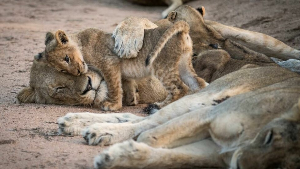 PÅ NÆRT HOLD: Løvefamilien lar seg ikke affiserer av at vi er til stede. PÅ NÆRT HOLD: Løvefamilien lar seg ikke affiserer av at vi er til stede. Foto: Bjørn Moholdt