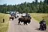 En kraftig bison skaper utfordringer for motorsyklister i Custer State Park, men utgjør sammen med de to små et populært fotomotiv. USA 2015. Foto: Kristina Barker/Reuters/NTB Scanpix