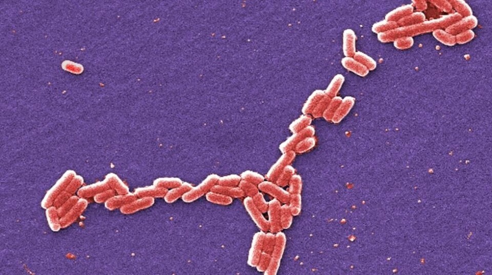 Antibiotikaresistens oppstår når bakterier blir motstandsdyktige mot antibiotika. Bildet, tatt med elektronmikroskop, viser bakterien som forårsaker sykdommen e. coli. Foto: Janice Haney Carr / CDC / AP / NTB