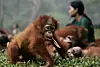 Påd ette bildet fra 2008 ser vi en foreldreløs orangutang som leker med andre foreldreløse ved et eget senter for aper i Indonesia. Foto: AP Photo/Ed Wray