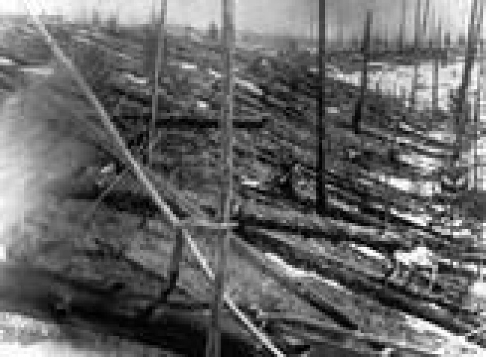 I 1953, da dette bildet ble tatt, kunne man fremdeles se flattrykte trær etter Tunguska-hendelsen i Russland i 1908. Omkring 80 millioner trær lå paddeflate i området omkring meteorens nedslagssted. I 1953, da dette bildet ble tatt, kunne man fremdeles se flattrykte trær etter Tunguska-hendelsen i Russland i 1908. Omkring 80 millioner trær lå paddeflate i området omkring meteorens nedslagssted. Foto: AP