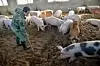 En arbeider i en grisebinge i Hebei-provinsen i Kina. Landet er verdens største produsent av svinekjøtt, og utbruddet av svinefeber kan få katastrofale konsekvenser for næringen. Arkivfoto fra 2014: NTB Scanpix/AP.