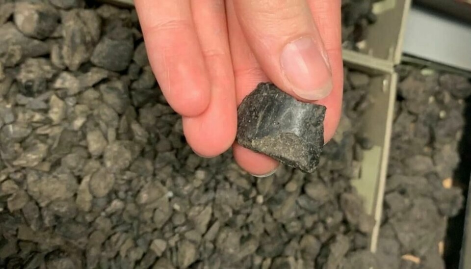 Det finnes tusenvis av koprolitter fra Svalbard i samlingen ved Naturhistorisk museum. Noen er bare fragmenter, slik som denne. Andre er hele forsteinede bæsjer. Formen kan fortelle noe om hvem som en gang bæsjet. Det finnes tusenvis av koprolitter fra Svalbard i samlingen ved Naturhistorisk museum. Noen er bare fragmenter, slik som denne. Andre er hele forsteinede bæsjer. Formen kan fortelle noe om hvem som en gang bæsjet. Foto: Ingrid Spilde