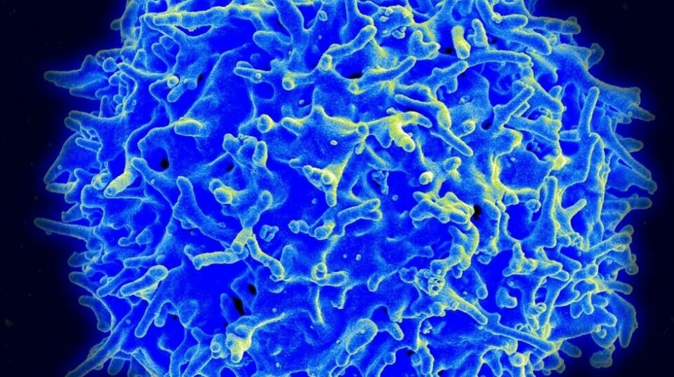 Dette bildet fra National Institute of Allergy and Infectious Disease (NIAID) tatt 30. mars 2021 viser et skanningselektronmikrofotografi av en human T-lymfocytt (også kalt en T-celle) fra immunsystemet til en frisk donor. Fremveksten av nye coronavirusvarianter har vakt bekymring for deres innvirkning på effektiviteten til nåværende vaksiner, og om personer som tidligere var smittet kan være mer utsatt for reinfeksjon.