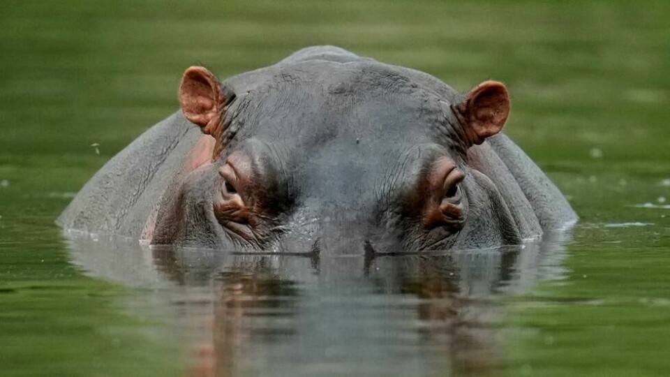 Flodhesten er det tredje største landpattedyret etter elefant og neshorn. Den har en kroppslengde på 2,5–5 meter og veier 1400–4500 kilo. Foto: AP Photo/Fernando Vergara Flodhesten er det tredje største landpattedyret etter elefant og neshorn. Den har en kroppslengde på 2,5–5 meter og veier 1400–4500 kilo. Foto: AP Photo/Fernando Vergara