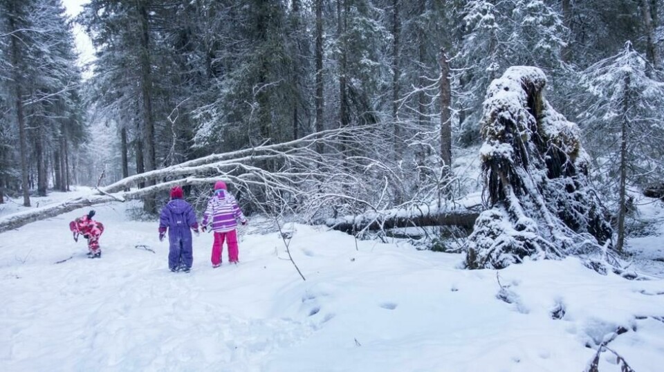 SKOG: Det både hugges og vernes skog i stor skala i Norge.