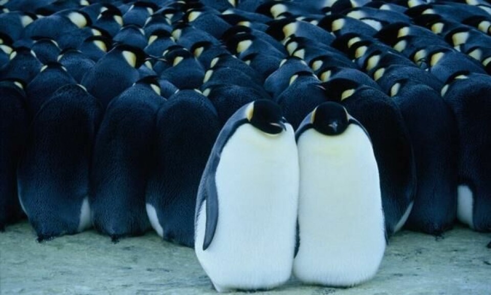 Hannene stuer seg sammen for å holde på varmen mens de passer på eggene som er trygt plassert i en lomme mellom beina. Stillbilde fra filmen «Pingvinenes marsj». Foto: Oro Film Hannene stuer seg sammen for å holde på varmen mens de passer på eggene som er trygt plassert i en lomme mellom beina. Stillbilde fra filmen «Pingvinenes marsj». Foto: Oro Film