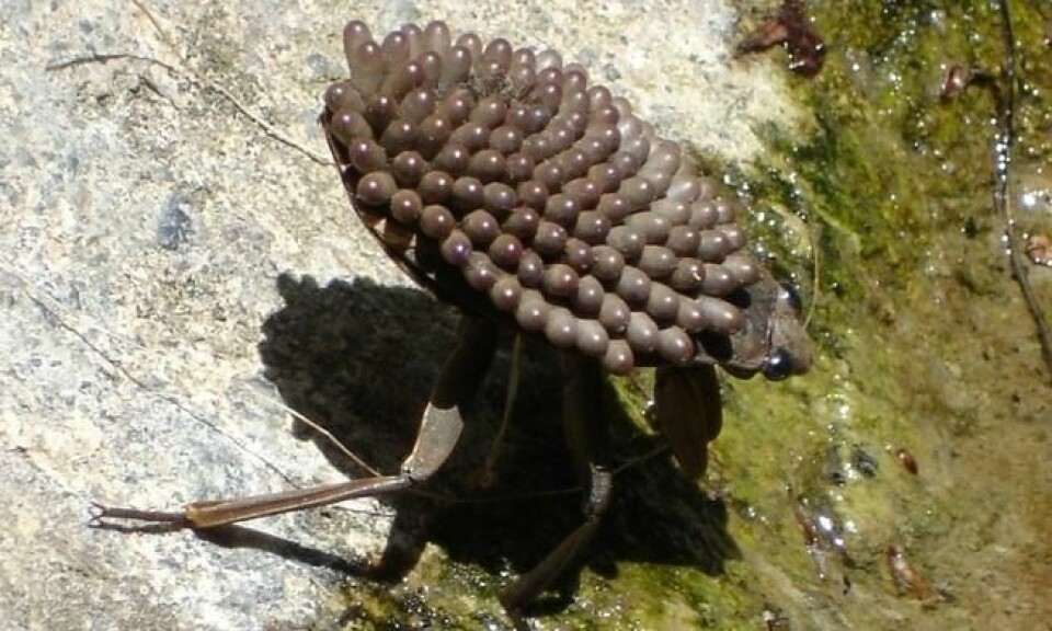 Kjempevanntegens rygg er et trygt sted for eggene frem til de klekkes. Foto: Wikimedia - CC BY 2.0 Kjempevanntegens rygg er et trygt sted for eggene frem til de klekkes. Foto: Wikimedia - CC BY 2.0