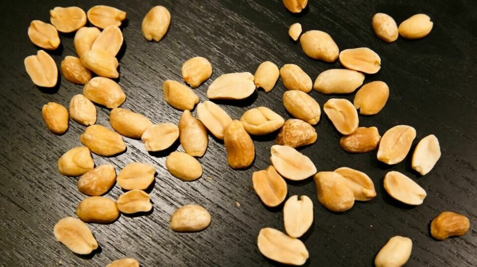 Godt, men potensielt farlig. Peanøtter kan fremkalle kraftige allergiske reaksjoner, spesielt hos barn, og kan i verste fall gi dødelig utgang. Foto: Heiko Junge / NTB