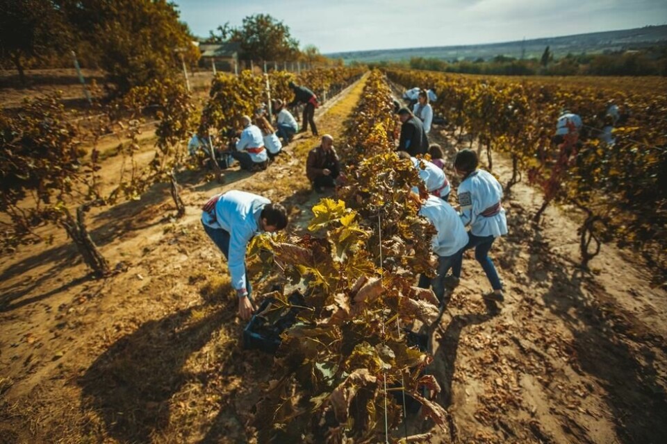 Sesongen for vinproduksjon er september og oktober. Da reiser mange turister sør i landet, spesielt til vingården Purcari. Sesongen for vinproduksjon er september og oktober. Da reiser mange turister sør i landet, spesielt til vingården Purcari. Foto: WINETOURS MOLDOVA: