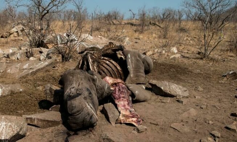 Bildet fra Kruger nasjonalpark viser restene av et hvitt neshorn som er blitt spist på av gribber og åtseletere. Det manglende hornet viser at hunnen er blitt drept av krypskyttere. Bildet er tatt 27. august i år. Foto: Wikus de Wet/AFP Bildet fra Kruger nasjonalpark viser restene av et hvitt neshorn som er blitt spist på av gribber og åtseletere. Det manglende hornet viser at hunnen er blitt drept av krypskyttere. Bildet er tatt 27. august i år. Foto: Wikus de Wet/AFP