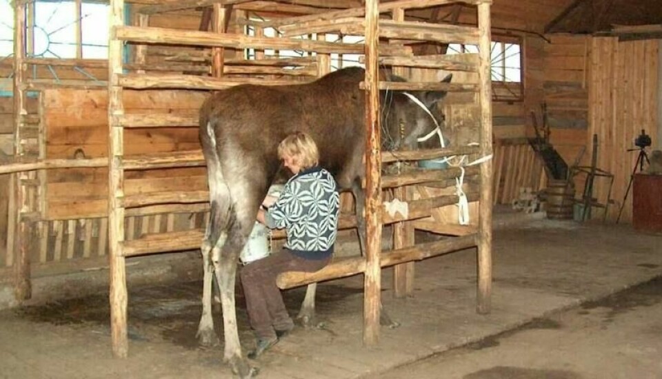 En gård i Russland selger elgemelk til et sykehus i nærheten. Melka skal visstnok være bra for fordøyelsen. (Foto: Kostroma Moose Farm)