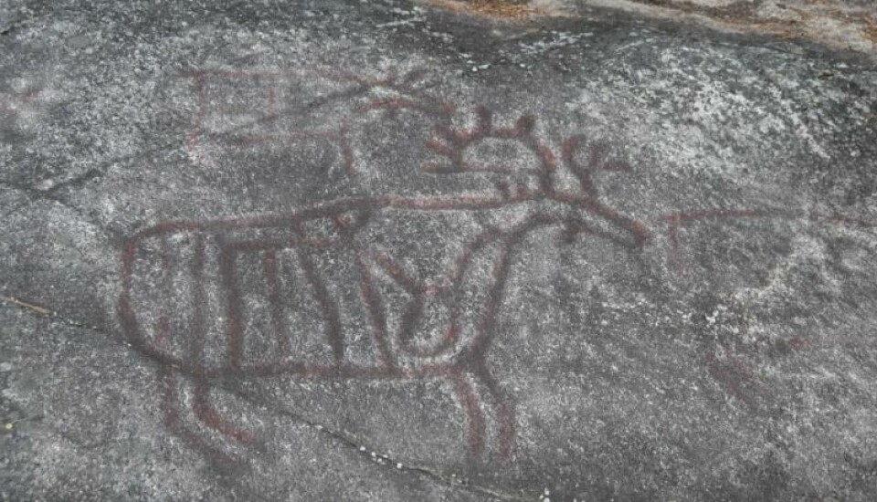 Elg er et vanlig motiv i bergkunsten, som denne elgoksen fra Nordre Land i Innlandet. Her er hjertet og ribbeina også hugget inn - kanskje av jegere i steinalderen, for rundt 6000 år siden. (Foto: Anders Gjesdal Oliversen / CC BY) Elg er et vanlig motiv i bergkunsten, som denne elgoksen fra Nordre Land i Innlandet. Her er hjertet og ribbeina også hugget inn - kanskje av jegere i steinalderen, for rundt 6000 år siden. (Foto: Anders Gjesdal Oliversen / CC BY)