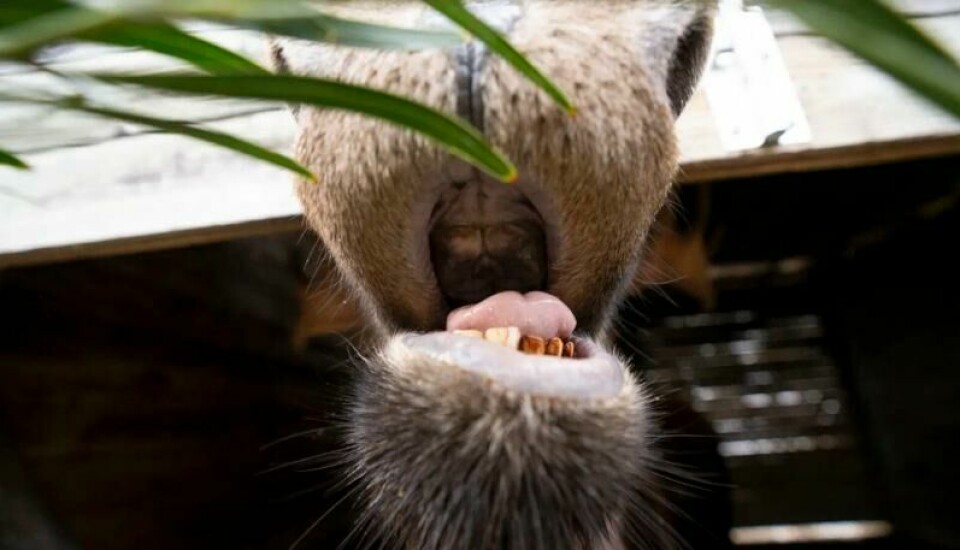 Elgen spiser kvist og bark, men har ikke fortenner i overmunnen. Her gaper elgen Bert på Columbus Zoo i USA for fotografen. (Foto: Amanda Carberry, Columbus Zoo and Aquarium) Elgen spiser kvist og bark, men har ikke fortenner i overmunnen. Her gaper elgen Bert på Columbus Zoo i USA for fotografen. (Foto: Amanda Carberry, Columbus Zoo and Aquarium)