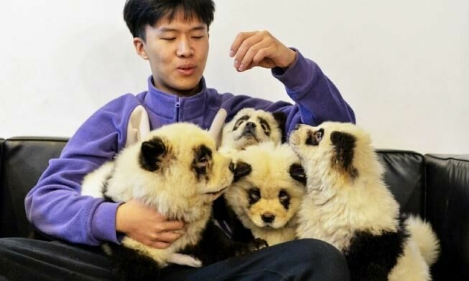 En ansatt ved Cute Pet Games sitter med hundene i fanget, samtlige farget for minne om kjempepandaen. Foto: STR / AFP En ansatt ved Cute Pet Games sitter med hundene i fanget, samtlige farget for minne om kjempepandaen. Foto: STR / AFP