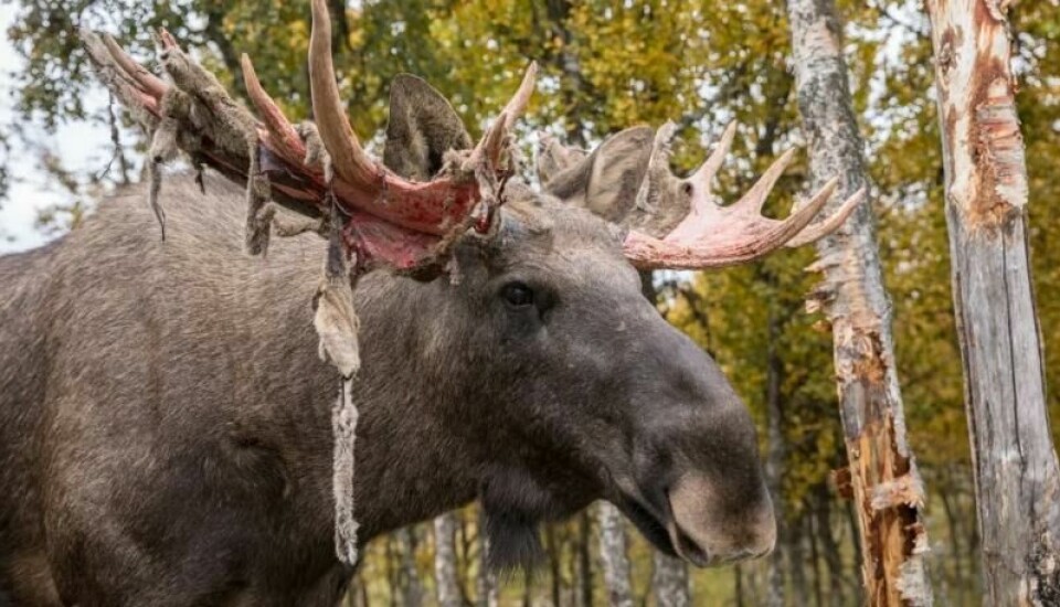 Når geviret vokser, er det dekket av en fin hud som kalles basthud, som har både blodårer og nerveceller. Når det er ferdig utvokst, tørker huden og begynner å klø. Da gnir elgoksen geviret mot trær og huden faller av. (Foto: Lillian Tveit / Shutterstock / NTB) Når geviret vokser, er det dekket av en fin hud som kalles basthud, som har både blodårer og nerveceller. Når det er ferdig utvokst, tørker huden og begynner å klø. Da gnir elgoksen geviret mot trær og huden faller av. (Foto: Lillian Tveit / Shutterstock / NTB)