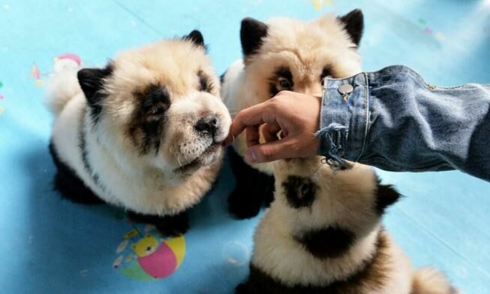 Eieren av Cute Pet Games har høstet massiv kritikk for å ha farget seks chow chow-hunder svarte og hvite. Foto: STR / AFP Eieren av Cute Pet Games har høstet massiv kritikk for å ha farget seks chow chow-hunder svarte og hvite. Foto: STR / AFP