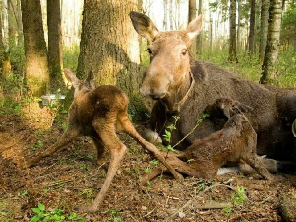 Nyfødte kalver veier mellom 10-15 kilo. På en måned fordobler de vekta. (Foto: Kostroma Moose Farm) Nyfødte kalver veier mellom 10-15 kilo. På en måned fordobler de vekta. (Foto: Kostroma Moose Farm)