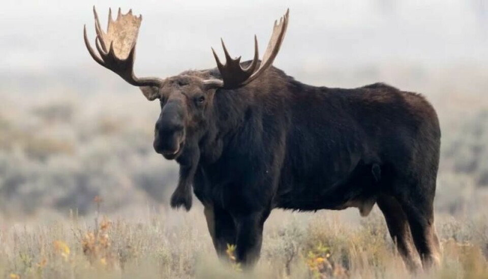 Elg i Canada og USA er større enn i Norge. (Foto: JonathanShots / Shutterstock / NTB) Elg i Canada og USA er større enn i Norge. (Foto: JonathanShots / Shutterstock / NTB)