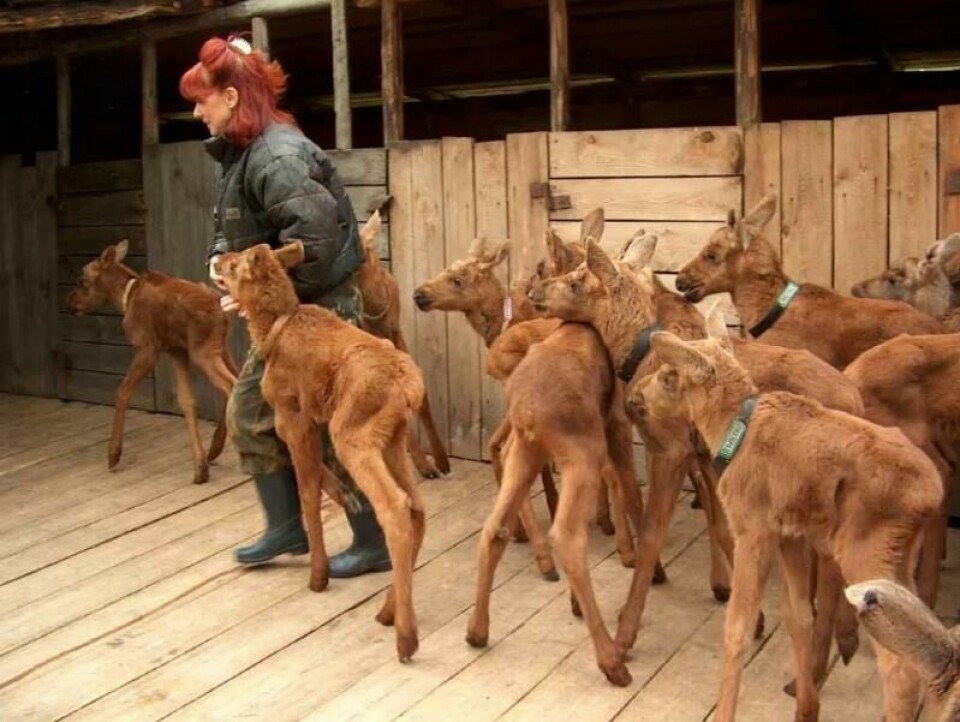 Elgkalvene blir temmet på gården Kostroma i Russland. (Foto: Kostroma Moose Farm) Elgkalvene blir temmet på gården Kostroma i Russland. (Foto: Kostroma Moose Farm)