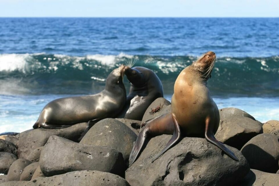 Galápagos’ enestående dyreliv er et av verdens de meste ettertraktede Unesco-beskyttede steder. Adgangsbillett til øyriket: $150. Galápagos’ enestående dyreliv er et av verdens de meste ettertraktede Unesco-beskyttede steder. Adgangsbillett til øyriket: $150. Foto: Arild Molstad
