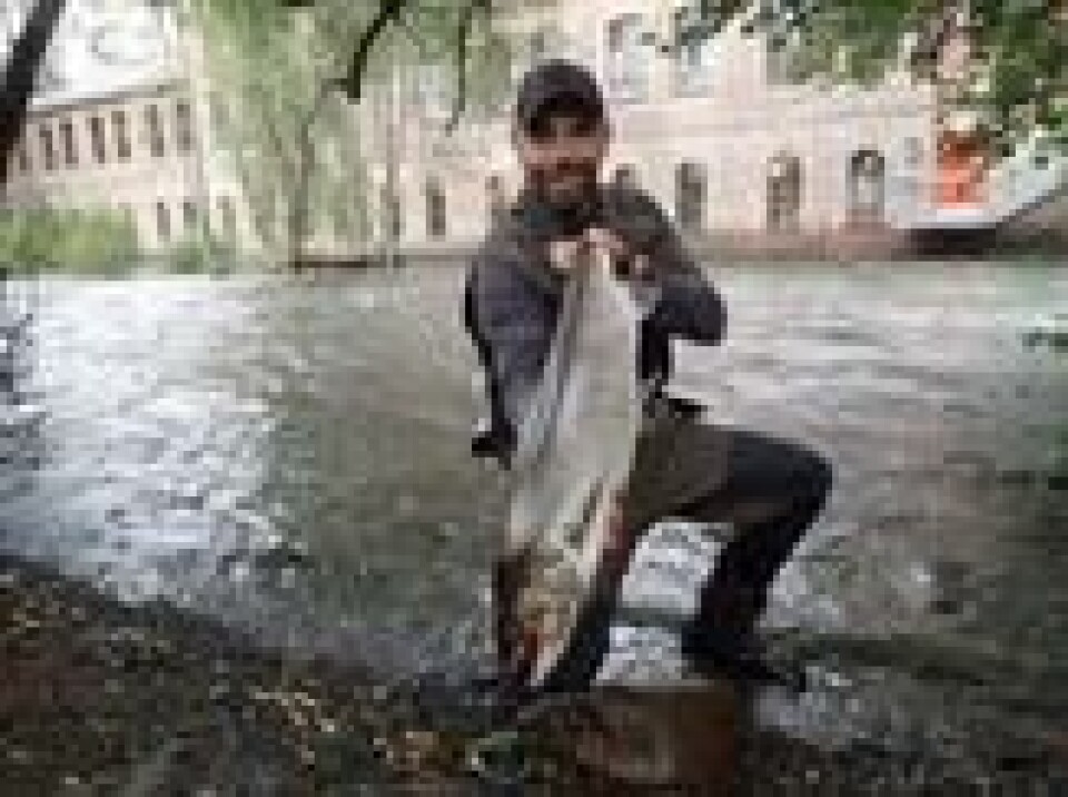 Denne laksen på 6,8 kg ble dratt opp fra Akerselva onsdag morgen. Foto: Skjermdump fra Oslomarkas Fiskeadministrasjon sine Facebook-sider. Denne laksen på 6,8 kg ble dratt opp fra Akerselva onsdag morgen. Foto: Skjermdump fra Oslomarkas Fiskeadministrasjon sine Facebook-sider.