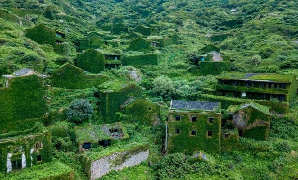 Husene i den forlatte fiskerlandsbyen Houtouwan på Shengshan-øya i Kina er dekket av et frodig, grønt teppe med eføy. Husene i den forlatte fiskerlandsbyen Houtouwan på Shengshan-øya i Kina er dekket av et frodig, grønt teppe med eføy. Foto: Johannes Eisele / AFP Photo / NTB