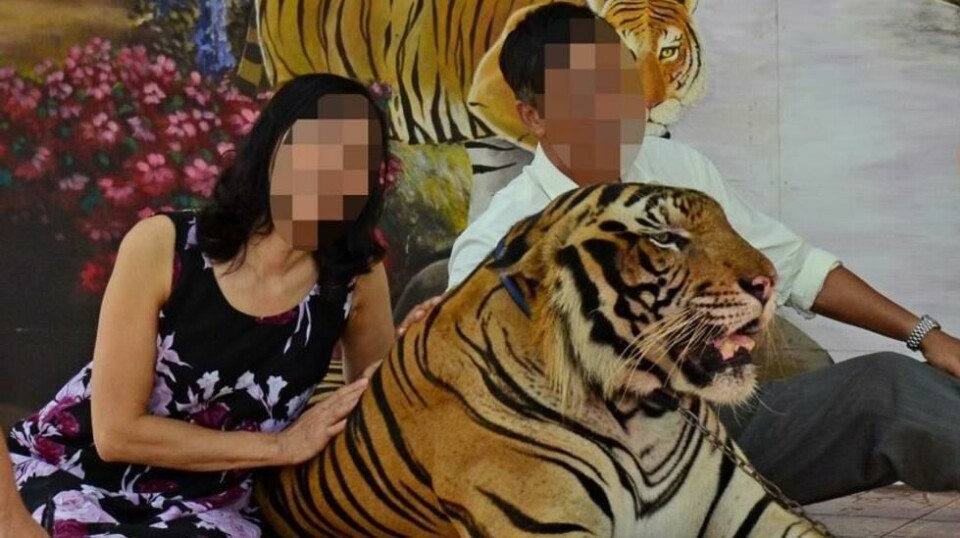 En undersøkelse fra i høst avslørte en voldsom vekst i antallet selfier med ville dyr. Det vil Instagram nå ha en slutt på. Foto: World Animal Protection.