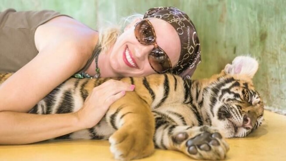 IKKE BRA: Tigre skal ikke koses med. Foto: Istock IKKE BRA: Tigre skal ikke koses med. Foto: Istock