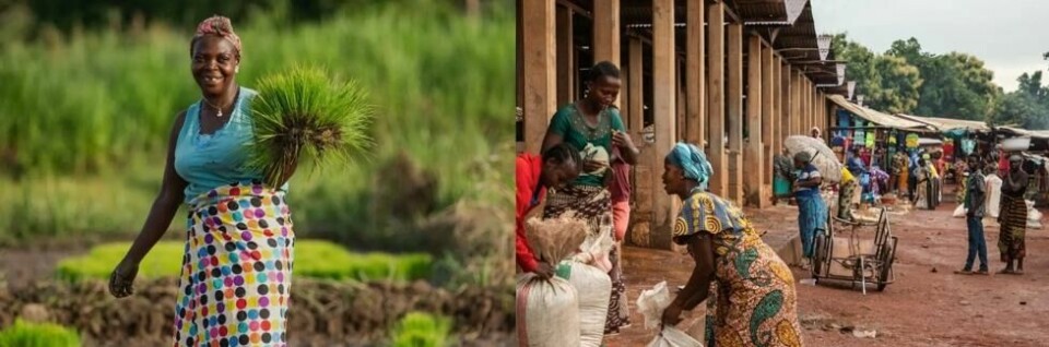 Gjennom det IDA-finansierte prosjektet Emergency Food Security Response har Tatiana Komanda og mer enn 583.000 bønder i Den sentralafrikanske republikk fått såkorn, gjødsel, jordbruksverktøy og opplæring i landbruksteknikker. Som et resultat av IDA-prosjektet, ble lokal matproduksjon, ifølge Verdensbanken, nesten firedoblet, fra 28.000 tonn i september 2022 til rundt 113.000 tonn i september 2024. Gjennom det IDA-finansierte prosjektet Emergency Food Security Response har Tatiana Komanda og mer enn 583.000 bønder i Den sentralafrikanske republikk fått såkorn, gjødsel, jordbruksverktøy og opplæring i landbruksteknikker. Som et resultat av IDA-prosjektet, ble lokal matproduksjon, ifølge Verdensbanken, nesten firedoblet, fra 28.000 tonn i september 2022 til rundt 113.000 tonn i september 2024. Foto: Vincent Tremeau / World Bank
