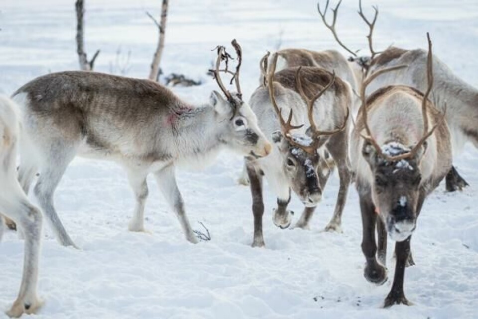 Dyreeiere kan nå avlive rovdyr dersom det er sannsynlig at et angrep på tamrein, bufe, gris, eller fjærfe er nær forestående. Lovendringen trer i kraft 1. april.