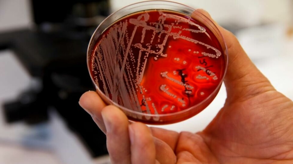 Resistente bakterier, kalt MRSA, i laboratoriet på Veterinærinstituttet i Oslo.
