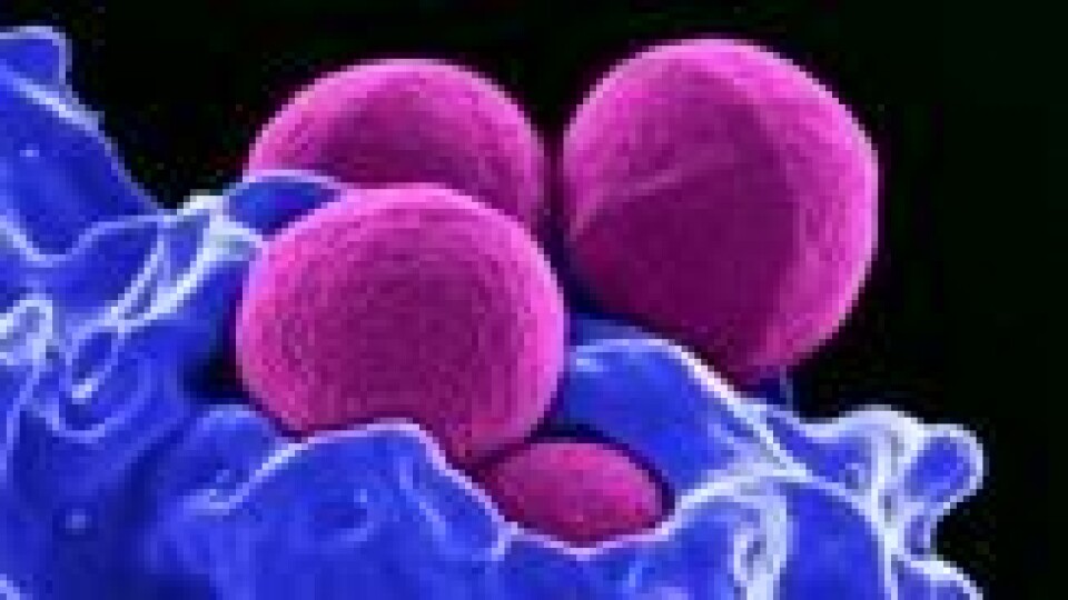 MRSA-bakterier i møte med hvite blodlegemer. MRSA-bakterier i møte med hvite blodlegemer. Foto: Institute of Allergy and Infectious Diseases/Reuters/NTB