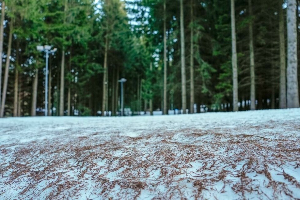 Snømangel og uvær har delvis ødelagt skiløypene i tsjekkiske Nove Mesto to dager før VM i skiskyting starter. Løypene er isete og fulle av granbar. Snømangel og uvær har delvis ødelagt skiløypene i tsjekkiske Nove Mesto to dager før VM i skiskyting starter. Løypene er isete og fulle av granbar. Foto: Heiko Junge / NTB