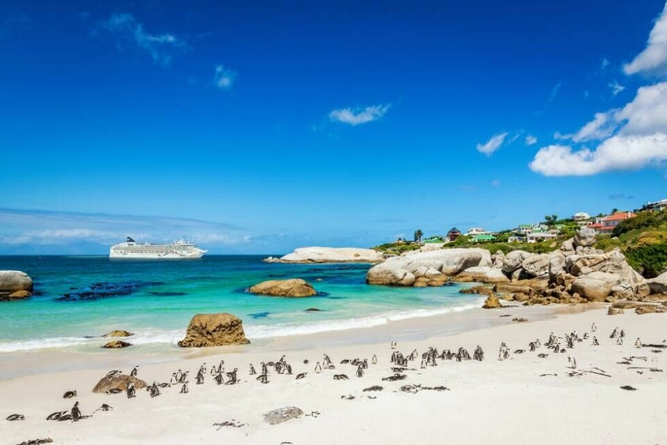 Norwegian Dawn ved Boulders Beach, Cape Town Norwegian Dawn ved Boulders Beach, Cape Town Foto: NCL