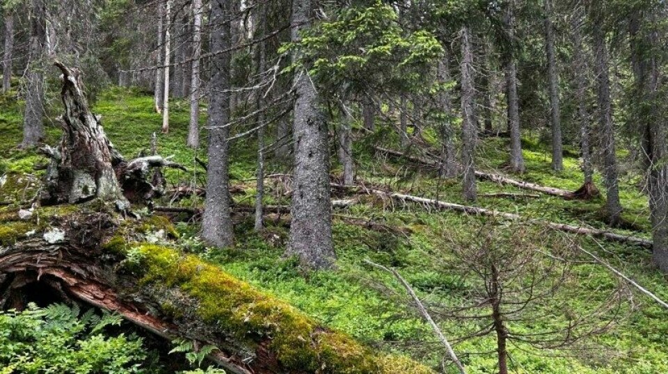Naturskogen har aldri blitt flatehogd. Derfor kan den inneholde døde trær som blir liggende i mange år. Denne skogen ligger i nærheten av Øyangen i Akershus.