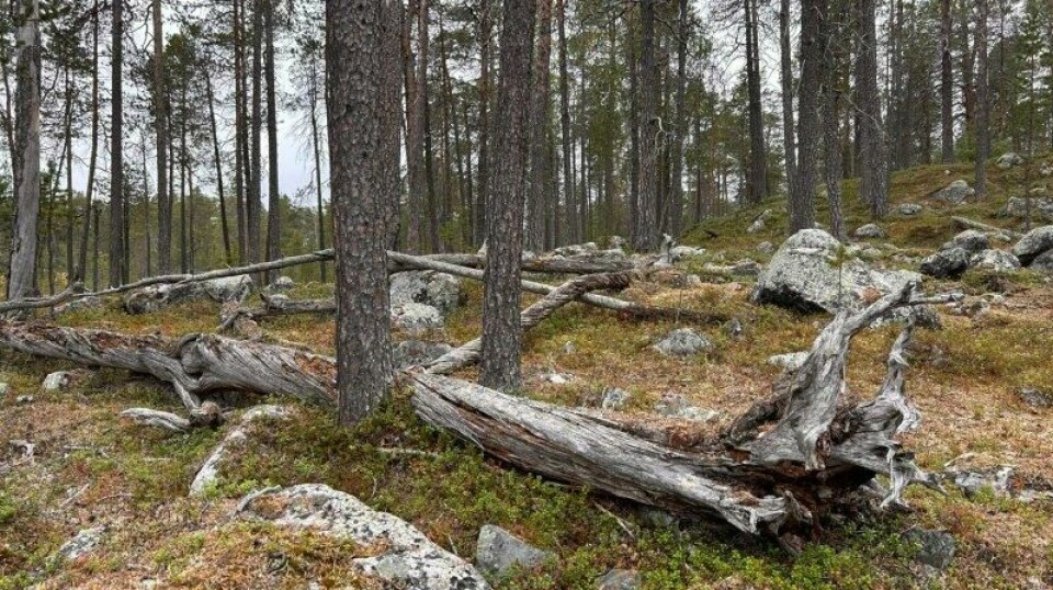 Naturskogen i Øvre Pasvik i Sør-Varanger kommune er den mest urskognære furuskogen vi har igjen i Norge. Naturskogen i Øvre Pasvik i Sør-Varanger kommune er den mest urskognære furuskogen vi har igjen i Norge. Foto: Anne Sverdrup-Thygeson