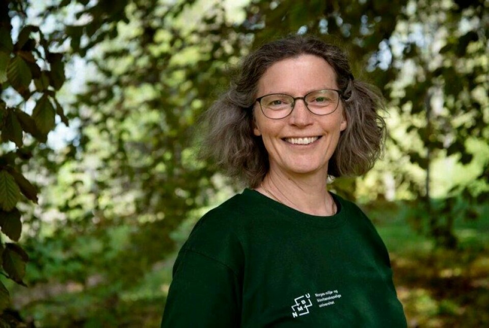 Anne Sverdrup-Thygeson er biolog, forfatter og professor ved Norges miljø- og biovitenskapelige universitet på Ås. Anne Sverdrup-Thygeson er biolog, forfatter og professor ved Norges miljø- og biovitenskapelige universitet på Ås. Foto: Mimsy Møller / NMBU