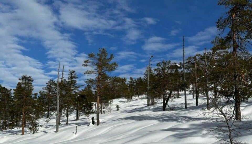 Sånn ser naturskogen ut om vinteren. Her fra Trillemarka-Rollagsfjell naturreservat i Buskerud. Sånn ser naturskogen ut om vinteren. Her fra Trillemarka-Rollagsfjell naturreservat i Buskerud. Foto: Anne Sverdrup-Thygeson