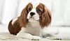 Cavalier king charles spaniel er en liten selskapshund av britisk opprinnelse. Ifølge Norsk Kennel Klub er den en av Norges mest populære hunder. Foto: Colorbox.com