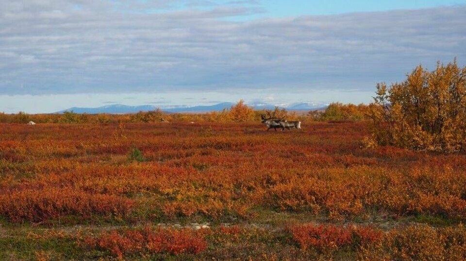 Fem dager tar det å vandre den historiske Postruta over Finnmarksvidda.