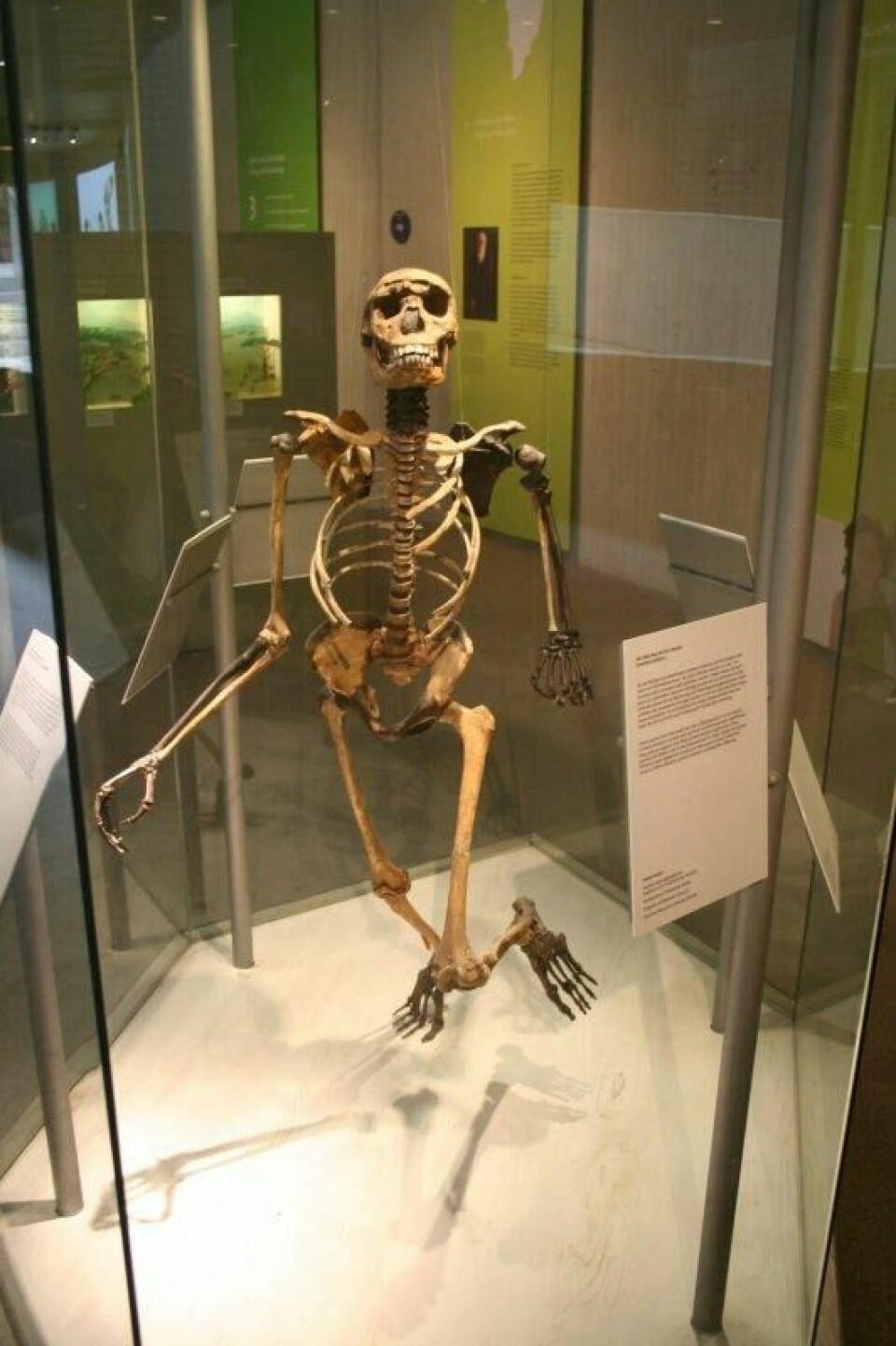Et nesten komplett Homo erectus-skjelett fra Kenya, omtrent halvannen million år gammelt. Han var rundt 11 år gammel og var 1,60 høy. Et nesten komplett Homo erectus-skjelett fra Kenya, omtrent halvannen million år gammelt. Han var rundt 11 år gammel og var 1,60 høy. Foto: Einsamer Schütze/CC BY-SA 4.0