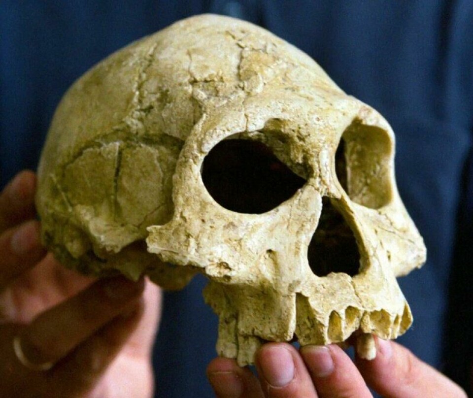Denne skallen kan være nesten 1,8 millioner år gammel, fra Dmanisi i dagens Georgia. Her holdt av David Lordkipanidze ved Georgian Academy of Sciences i 2002. Denne skallen kan være nesten 1,8 millioner år gammel, fra Dmanisi i dagens Georgia. Her holdt av David Lordkipanidze ved Georgian Academy of Sciences i 2002. Foto: David Mdzinarishvili/Reuters/NTB